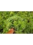 PİTOSPORUM 3 ADET PAKET - YER ÖRTÜCÜ DIŞ MEKAN BİTKİSİ 3