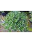 PİTOSPORUM 3 ADET PAKET - YER ÖRTÜCÜ DIŞ MEKAN BİTKİSİ 4