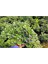 PİTOSPORUM 3 ADET PAKET - YER ÖRTÜCÜ DIŞ MEKAN BİTKİSİ 5