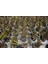 Phormium Tenax 3 Adet - Tropi̇K Saz Bi̇Tki̇Si̇ - Bordo Renkli 5