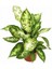 Difenbahya Salon Bitkisi 2 Adet - Hediyelik - Dieffenbachia Compacta 2