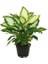 Difenbahya Salon Bitkisi 2 Adet - Hediyelik - Dieffenbachia Compacta 4