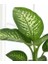 Difenbahya Salon Bitkisi 2 Adet - Hediyelik - Dieffenbachia Compacta 5
