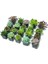 SUKULENT SETİ - 30 ADET - TERARYUM BİTKİSİ 4