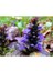 Ajuga 20 Adet - Bordo Renkli Yer Örtücü Bitki 1