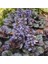 Ajuga 20 Adet - Bordo Renkli Yer Örtücü Bitki 4