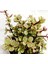 Portulacaria Afra Variegata Sukulent Teraryum Bitkisi 10'lu 1