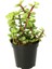 Portulacaria Afra Variegata Sukulent Teraryum Bitkisi 10'lu 2