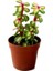 Portulacaria Afra Variegata Sukulent Teraryum Bitkisi 10'lu 3