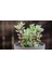 Portulacaria Afra Variegata Sukulent Teraryum Bitkisi 10'lu 4