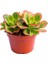 Aeonium Kiwi Teraryum Bitkisi Sukulent 10'lu 2