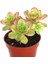Aeonium Kiwi Teraryum Bitkisi Sukulent 10'lu 3