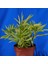Senekio Barbertonicus Himalaya Sukulent Teraryum Bitkisi 10'lu 1
