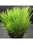 Senekio Barbertonicus Himalaya Sukulent Teraryum Bitkisi 10'lu 4