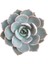 Echeveria Morning Beauty Sukulent 10'lu 3