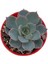 Echeveria Morning Beauty Sukulent 10'lu 4
