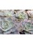 Echeveria Morning Beauty Sukulent 10'lu 5
