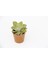 Echeveria Morning Beauty - 5 Adet Sukulent 1