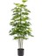 Sheflera Real Touch 125 cm 0103627 1