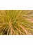 Carex Testecea 5 Adet - Otsu Yer Örtücü Bitki 1