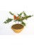 Bonsai Ateş Dikeni 5