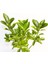 Bonsai Euonymus Japonica Aurea 3 Adet 3