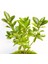 Bonsai Euonymus Japonica Aurea 3 Adet 4