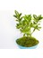 Bonsai Euonymus Japonica Aurea 3 Adet 5