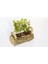 Ofis Bitkisi Buxus 5 Adet - Twin Set 3