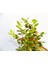 Ofis Bitkisi Buxus 2 Adet - Ahşap Kupa Saksıda 4