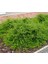 Hanımeli Çit Bitkisi 5 Adet 'lonicera Nitida' 5