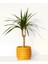 Dracaena Marginata - Ev / Ofis Bitkisi Orange Saksıda 40 cm 1