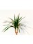 Dracaena Marginata - Ev / Ofis Bitkisi Orange Saksıda 40 cm 2
