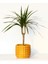 Dracaena Marginata - Ev / Ofis Bitkisi Orange Saksıda 40 cm 3