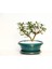 Bonsai Pitosporum Yıldız Çalısı 7 Yaşında Yeşil Saksı 1