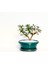 Bonsai Pitosporum Yıldız Çalısı 7 Yaşında Yeşil Saksı 2