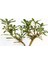 Bonsai Pitosporum Yıldız Çalısı 7 Yaşında Yeşil Saksı 3