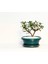 Bonsai Pitosporum Yıldız Çalısı 7 Yaşında Yeşil Saksı 4