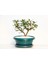 Bonsai Pitosporum Yıldız Çalısı 7 Yaşında Yeşil Saksı 5