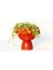Dostluk Çiçeği 2 Adet - Hediyelik Kırmızı Saksıda Pilea Glauca 3