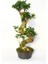 Bonsai Ficus Ginseng 10 Yaşında - S Form 60 cm 1