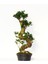 Bonsai Ficus Ginseng 10 Yaşında - S Form 60 cm 2