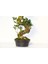 Bonsai Ficus Ginseng 10 Yaşında - S Form 60 cm 3