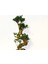 Bonsai Ficus Ginseng 10 Yaşında - S Form 60 cm 4