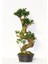Bonsai Ficus Ginseng 10 Yaşında - S Form 60 cm 5