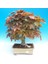 Norveç Akçaağaç Tohumu 40 Adet ( Bonsai Türü ) 2
