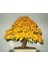 Norveç Akçaağaç Tohumu 40 Adet ( Bonsai Türü ) 5