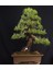 Kızılçam ( Pinus Brutia ) Tohumu 500 Adet 1