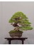 Kızılçam ( Pinus Brutia ) Tohumu 500 Adet 5