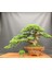 Kızılçam ( Pinus Brutia ) Tohumu 250 Adet 5
